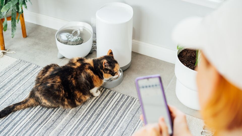 The rise of smart accessories for cats