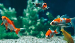 Diving into over-the-counter antibiotic use in fish