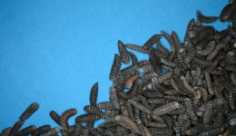 Health benefits of edible insects in pet food