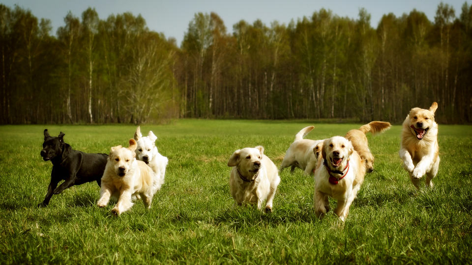 Increasing population of large dogs is good, admits Nestlé executive