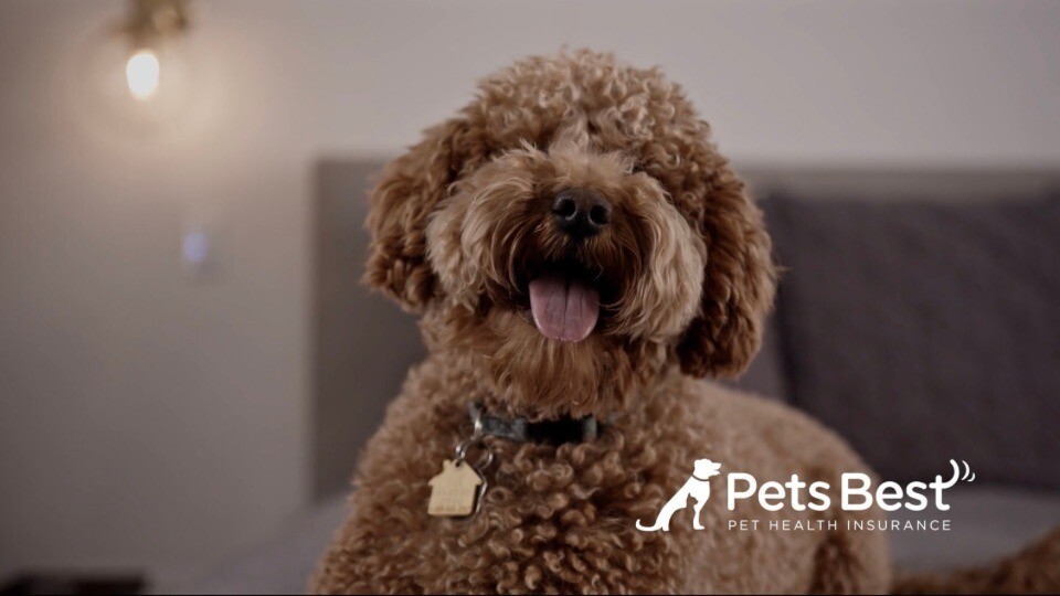 Independence Pet Holdings adds Pets Best to its portfolio