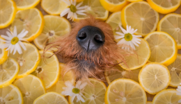 The world of citrus fiber in pet food