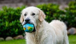 Global trends in a nutshell: Pet ownership internationally
