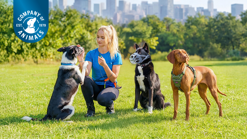 Company of Animals Limited