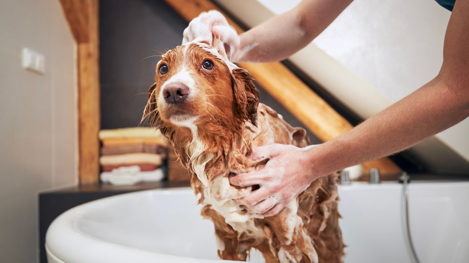 UK manufacturer advocating for compliance in the pet care category