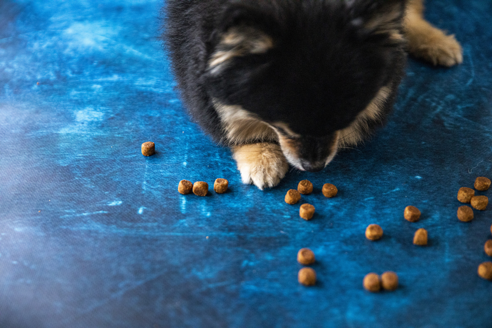 Do you know what is in your pet’s food?