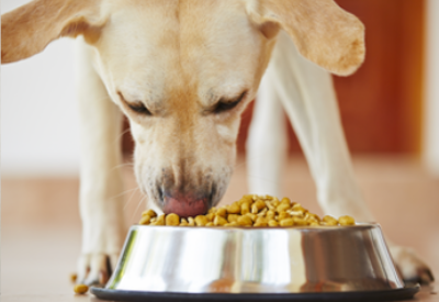 Nestlé Purina PetCare sees virtual reality as innovative lever