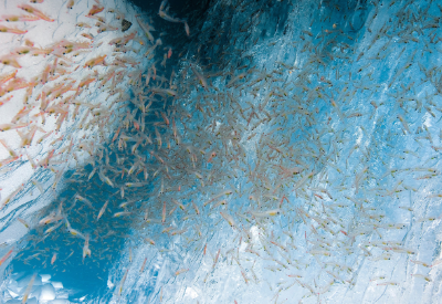 Aker BioMarine’s QRILL Pet reinforces its commitment to sustainability as member of PSC