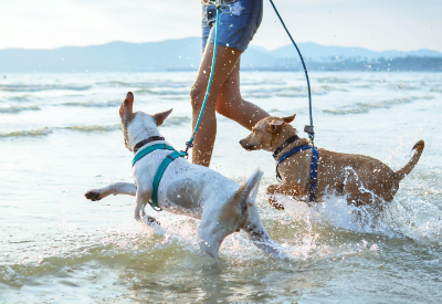 Better Choice in-store product sales increased by 133% in Q2