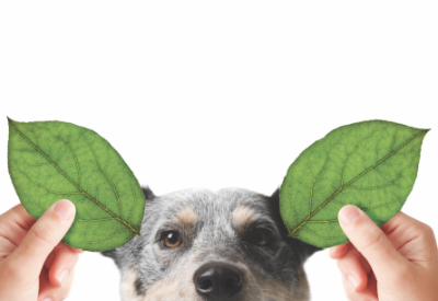 Vegan dog food brand expands in Japan, South Korea