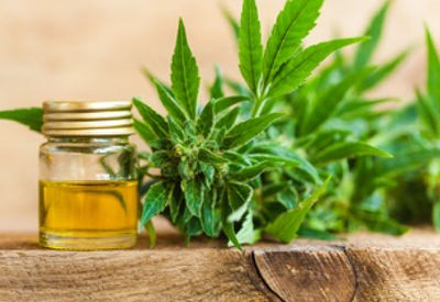 Dog and Cat Owners High on CBD Products in Billion Pet Treats Market