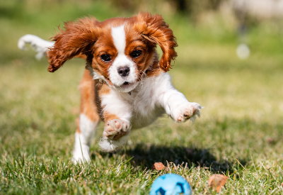 AUA Private Equity Partners acquires Westminster Pet Products (USA)