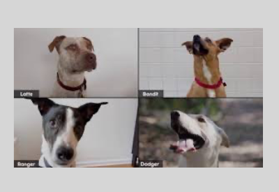 Give A Shelter Dog A Home Without Leaving Yours