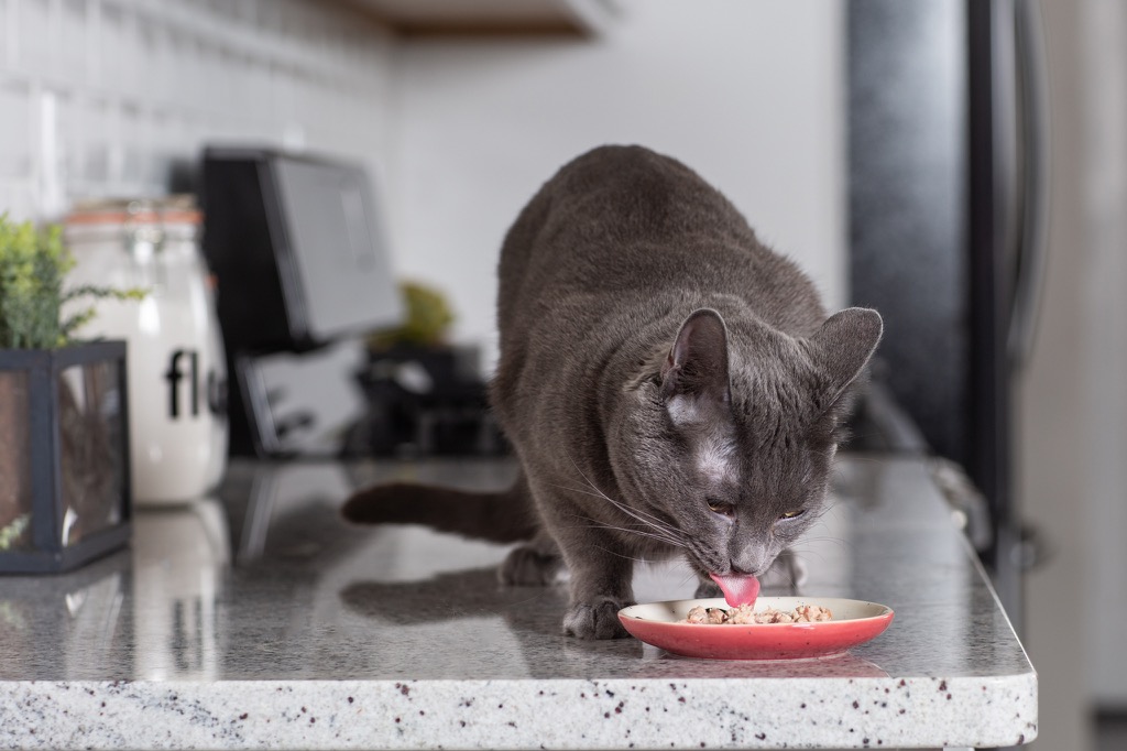 Improving wet cat food palatability