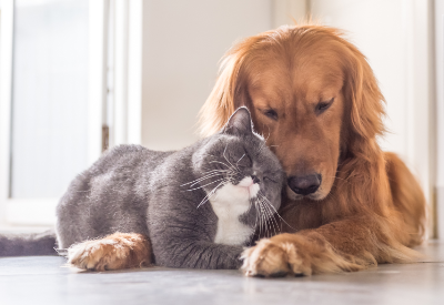 Acquisition of Brazilian Pet Food Manufacturer FVO