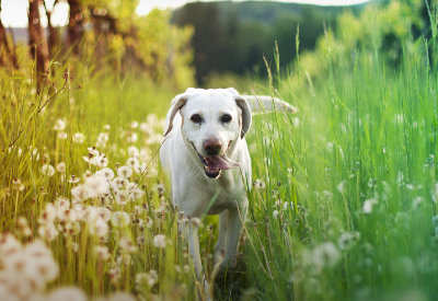 Boehringer Ingelheim acquires GST to strengthen its stem cell capabilities in Animal Health