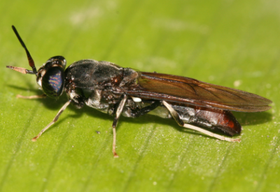 Will ‘palatable and nutritious’ insect-based pet food take off in Asia?