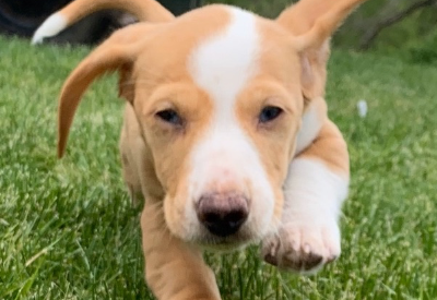 Purina partners with Good Boy Studios