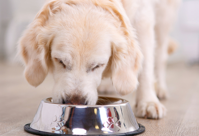 Kormotech gets funding from the EBRD