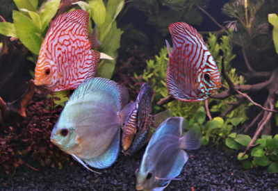 Spectrum brands acquired Omega Sea