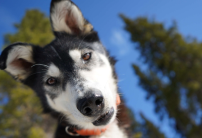 New study helps dog owners determine the most effective omega-3 fatty acids for their pets’ diets