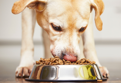 European Pet Food Firm to Open North American Headquarters