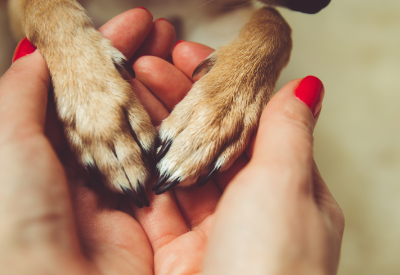 How Have Pet Food Market Trends Changed Over Time?