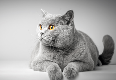 Pawzitivity Pet Products aquired Ruff Trade Dog and K9 Nature Supplements