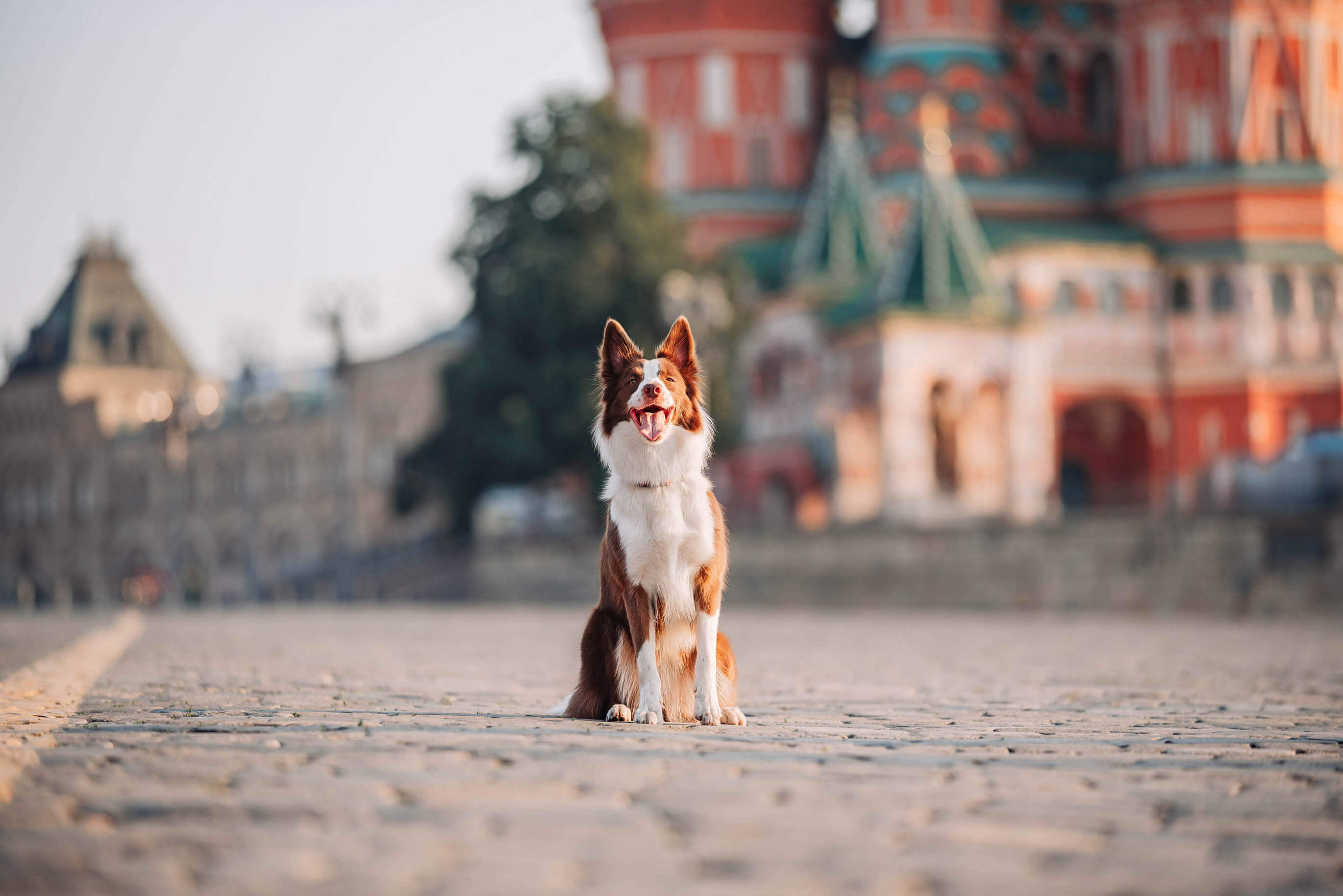 Russian pet industry 2021