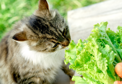 Market Analysis and Insights : Global Vegan Dog Food Market