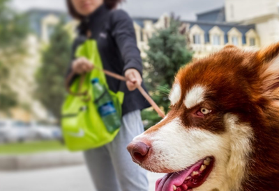 China Pet market Analyses