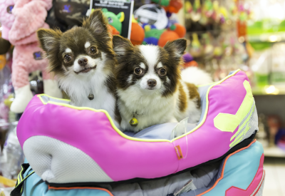 Americans are panic buying food for their pets