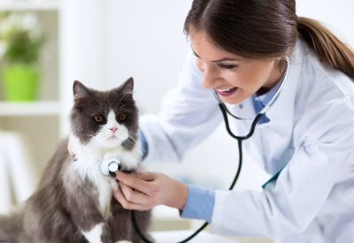 Destination Pet’s Acquisition of VitalPet