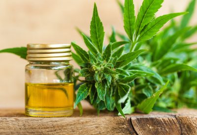 True Leaf: fiscal 3Q revenue of C1,040 (€322,776) on strong response to plant-focused pet care products