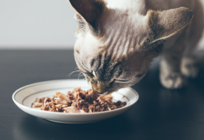 Scotland-based Bell & Duke raises €3.9 million (.3 million) to grow its raw pet food delivery