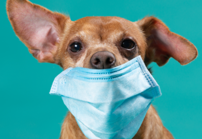 A Hong Kong pet dog that was tested for coronavirus has died