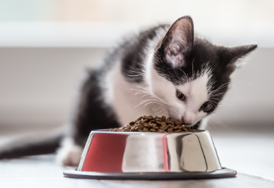 Consumers’ online shift lifts US pet food companies