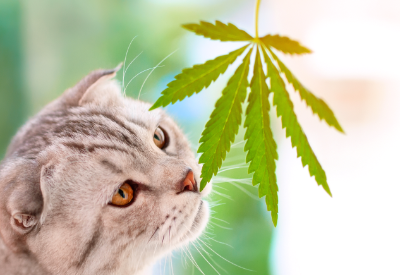 NuLeaf Naturals Announces National Pet Direct Partnership