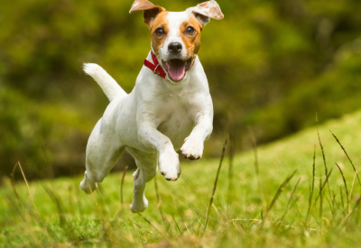 Exceptional Pets Launches New Online Ordering with Free Curbside Same-Day Pickup