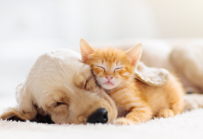 Petlove bought fellow Brazilian startup Vetus