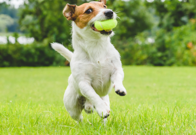 Resilient Pet Industry Shows Private Equity Is Barking up the Right Tree