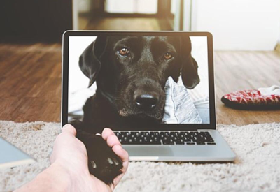 Digital Pet Care and E-Commerce Essential During Pandemic