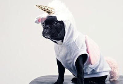 Durable Dog and Cat Pet Care Product Sales Approach Billion