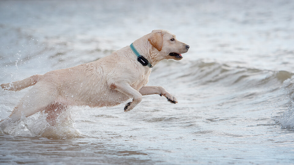 Dogness Smart GPS Tracker