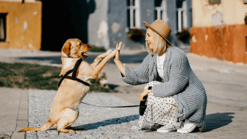 Spanish pet industry protests against proposed act on animal welfare