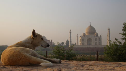 Indian pet shops come of age