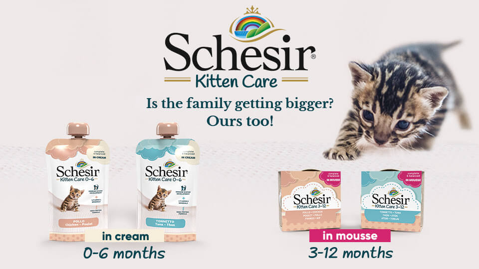 Schesir kitten clearance food