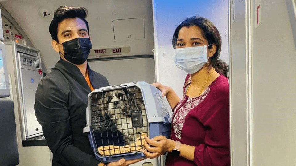New Indian airline offers pets-on-board service