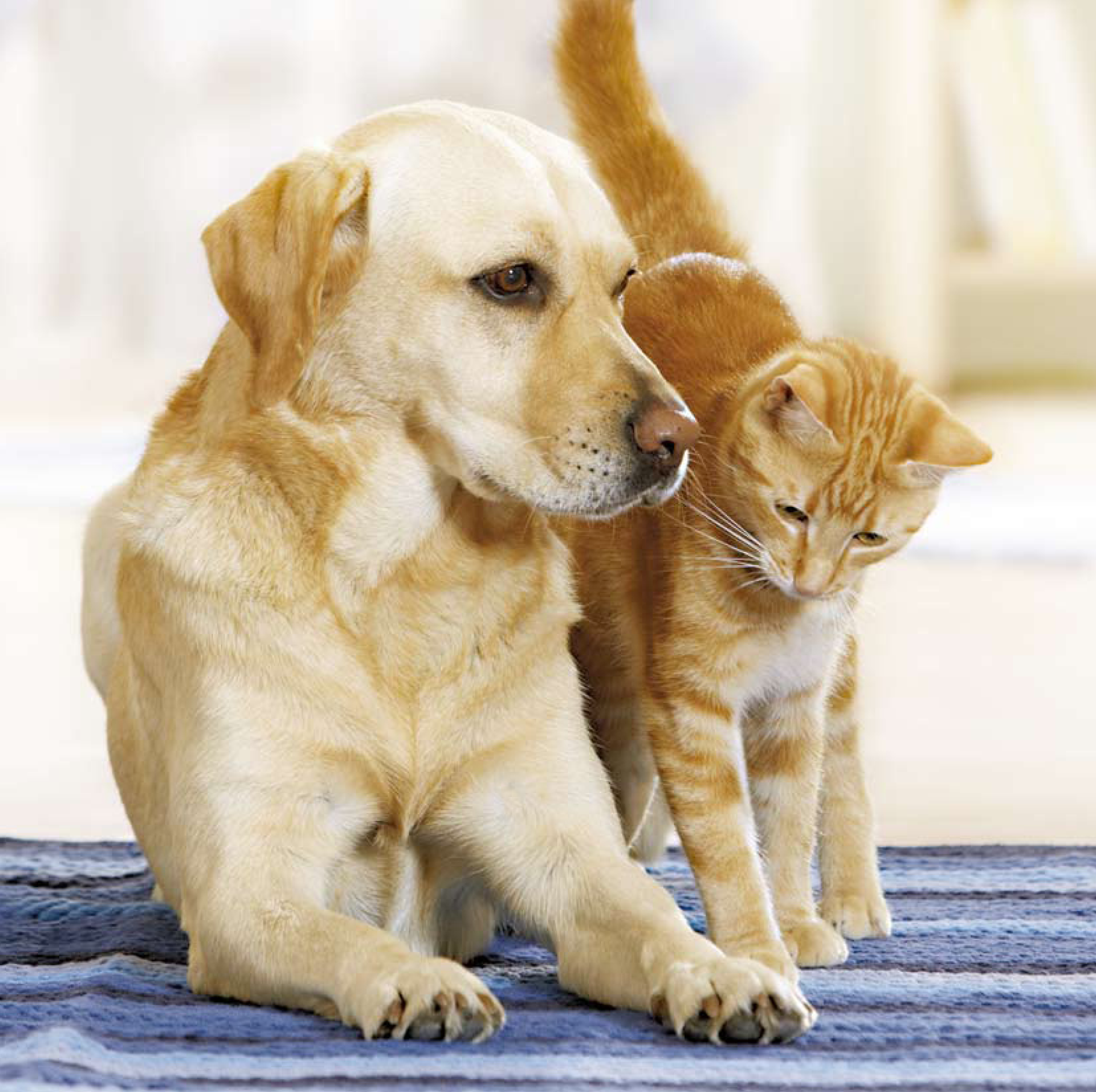Natural care for high-quality pet food ingredients