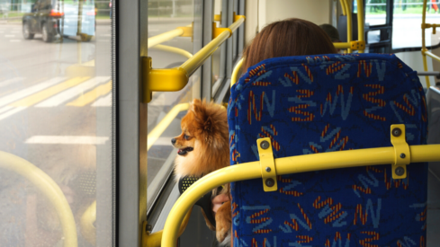 New Zealand’s largest city to allow pets on public transport